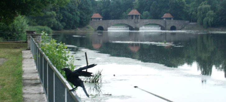 Ein Paradies für Schwemminseln: Krähe am Elsterbecken mit Palmgartenwehr im Hintergrund. Foto: Ralf Julke