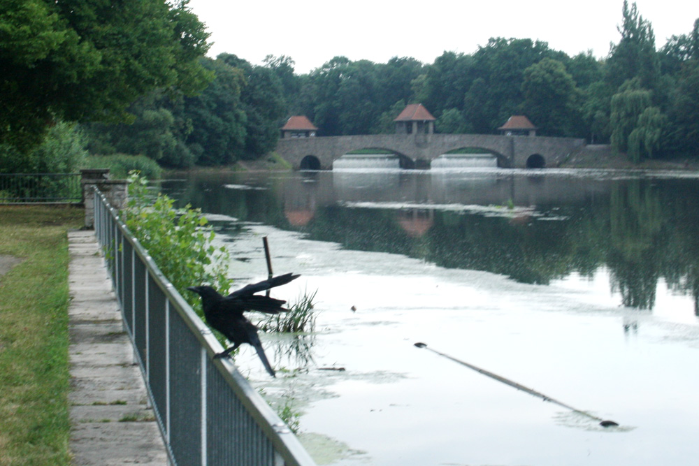 Ein Paradies für Schwemminseln: Krähe am Elsterbecken mit Palmgartenwehr im Hintergrund. Foto: Ralf Julke