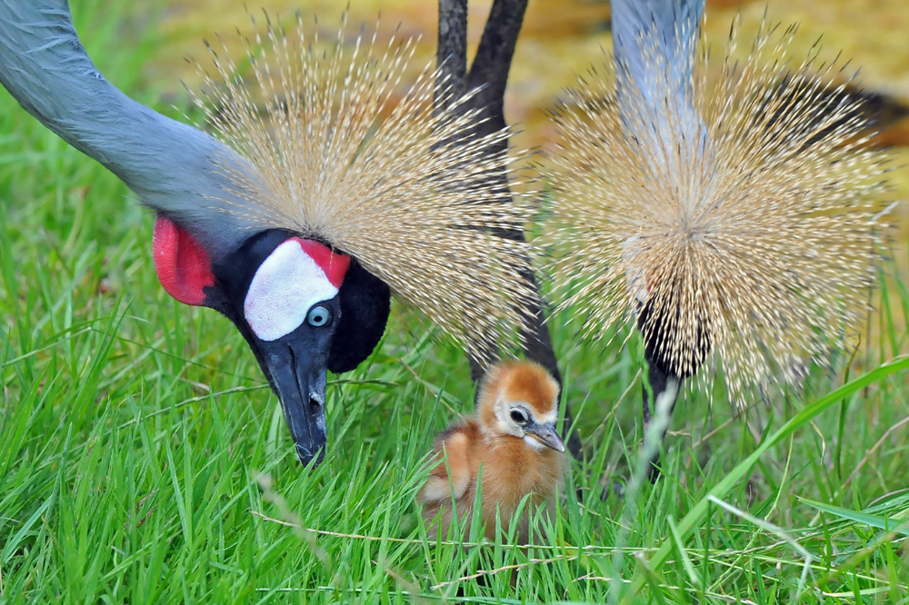 Kronenkranich-Nachwuchs im Tiergarten Delitzsch: Foto: Christian Maurer/Stadt Delitzsch
