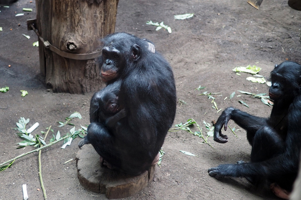 Bonoboweibchen Lexi mit ihrem Nachwuchs auf der Innenanlage. Foto: Zoo Leipzig
