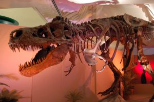 Der Tyranno Saurus Rex ist jetzt nur noch ein Tyranno Saurus Ex. Foto: Freeimages