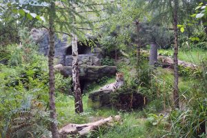 Amurleopardin Mia in dem Leoparden-Tal. Foto: Zoo Leipzig