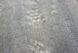 Foto: Burkhard Hirzinger