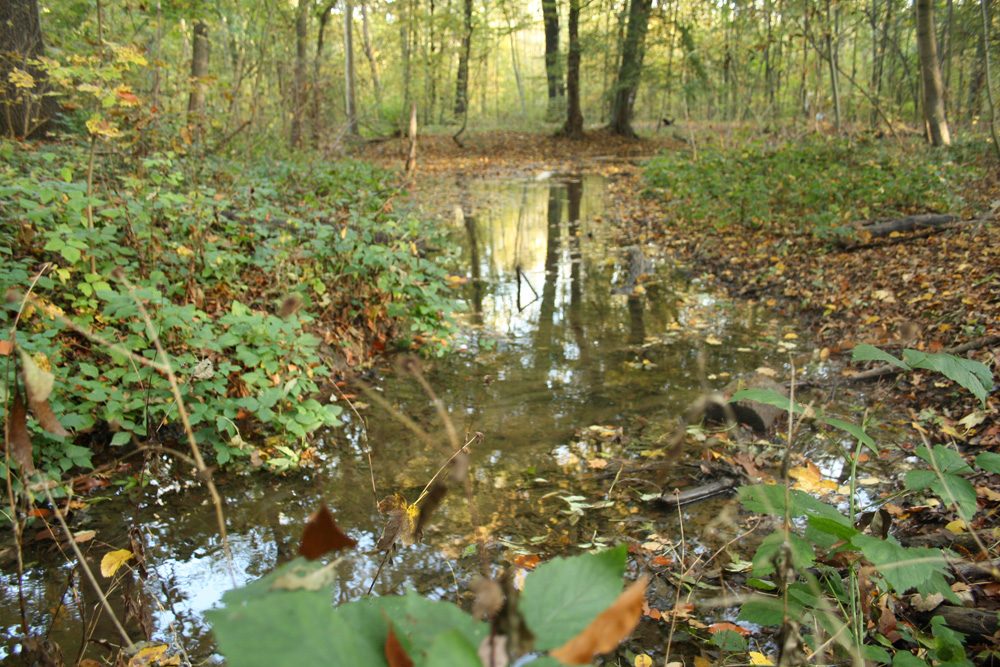 In der Burgaue. Foto: Ralf Julke