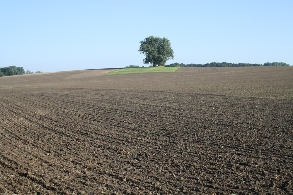 Ohne Schutzräume hat die Feldfauna keine Chance. Foto: Ralf Julke