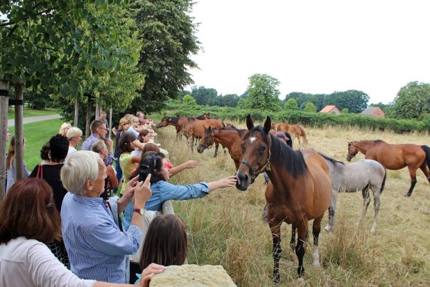 Bei einem gemeinsamen Ausflug nach Graditz bei Torgau besuchten die Mitglieder des Rennstalls Scheibenholz eines der ältesten Vollblutgestüte Deutschlands. Foto: Corinna Schulze