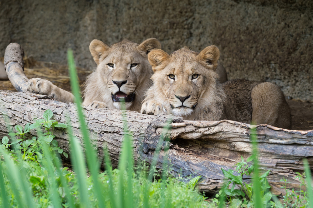 Die beiden Löwen - noch in Basel. Foto: Zoo Basel/Torben Weber