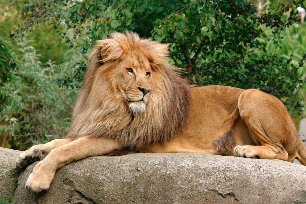 Löwe Matadi in der Löwensavanne. Foto: Zoo Leipzig