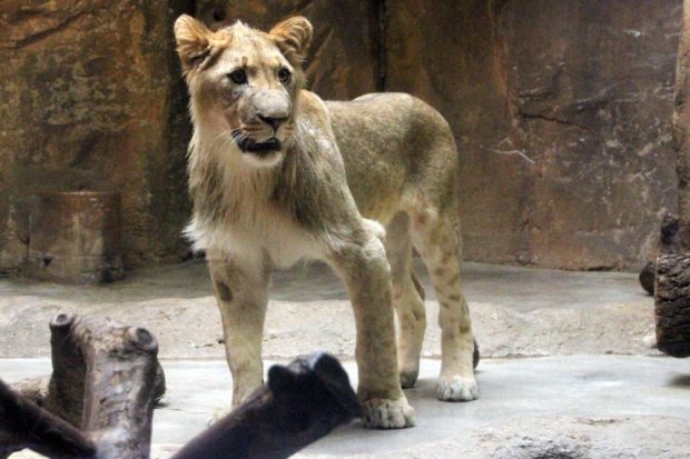 Motshegetsi in der Löwenhöhle. Foto: Zoo Leipzig