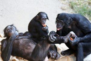 Bonoboweibchen Lexi mit Sohn Tayo und Bonobomännchen. Foto: Zoo Leipzig