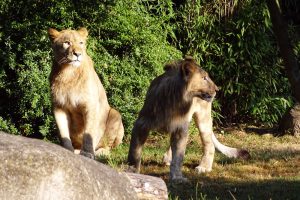 Etoscha-Löwen auf der Freianlage. Foto: Zoo Leipzig
