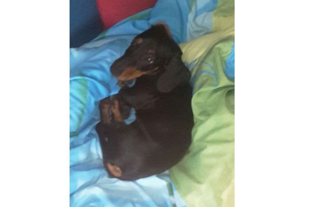 Wer weiß etwas über den Verbleib von Dackel Felix? Foto: PD Leipzig