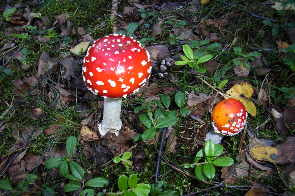 Der Fliegenpilz ist vermutlich der bekannteste Giftpilz. Andere sind wesentlich schwerer von essbaren zu unterscheiden und werden leider oft verwechselt. Foto: Peter RiemerDer Fliegenpilz ist vermutlich der bekannteste Giftpilz. Andere sind wesentlich schwerer von essbaren zu unterscheiden und werden leider oft verwechselt. Foto: Peter Riemer