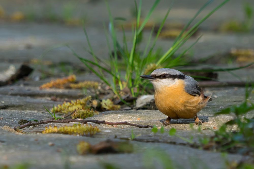 Pflanzen durchbrechen den Asphalt, und ein Kleiber sitzt im Sonnenlicht - Natur mitten in der Stadt. Foto: Dr. Fabian Haas