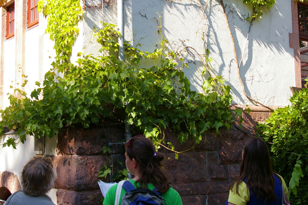 Kletterfix-Rundgang. Foto: Ökolöwe