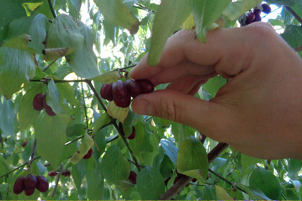 Kornelkirschen pflücken. Foto: erleb-bar