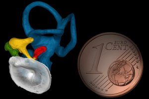 Trommelfell (grau), Gehörknöchelchenkette (gelb, grün, rot) und knöchernes Innenohr (blau) eines modernen Menschen. Als Maßstab dazu eine Ein-Eurocent-Münze. Foto: MPI für evolutionäre Anthropologie, A. Stoessel & P. Gunz