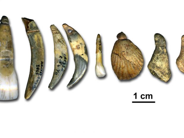 Von Neandertalern während der archäologischen Kultur „Châtelperronien“ hergestellter Körperschmuck aus der Grotte du Renne in Arcy-sur-Cure in Frankreich. Foto: MPI für evolutionäre Anthropologie, Marian Vanhaeren