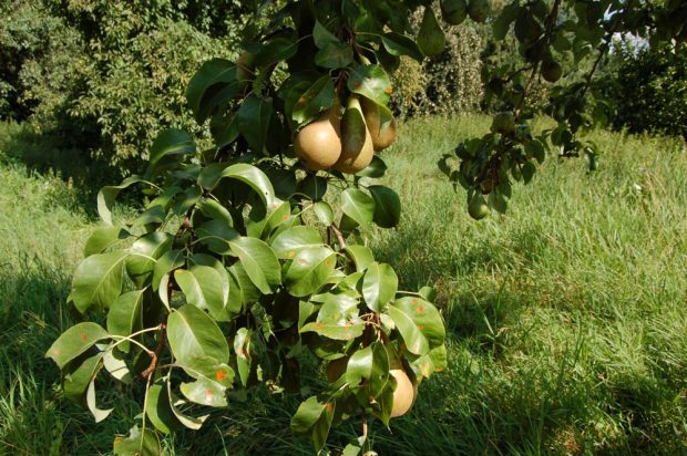 Welche Obstsorten gibt es auf der NABU-Streuobstwiese? Foto: Beate Kahl