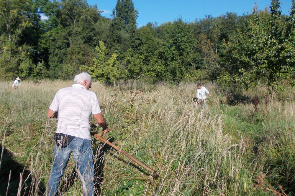 Insektenfreundliche Wiesenmahd mit der Handsense. Foto: René Sievert
