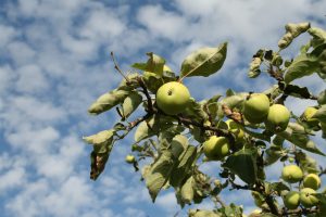 Äpfel - eine keineswegs ungefährliche Obstsorte. Foto: Ralf Julke