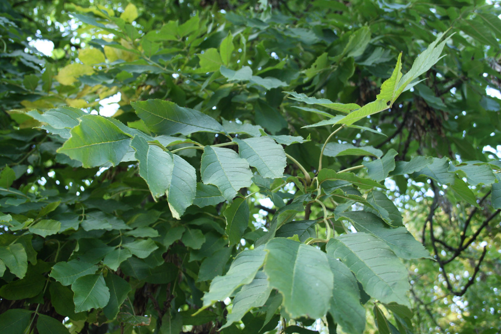Blätter einer gesunden Esche. Foto: Ralf Julke
