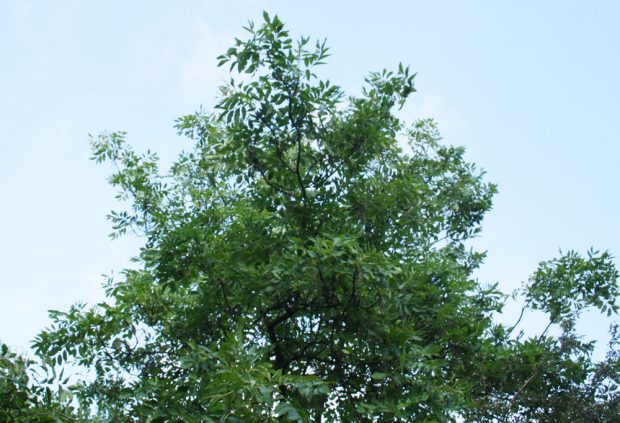 Die Baumkrone einer gesunden Esche. Foto: Ralf Julke