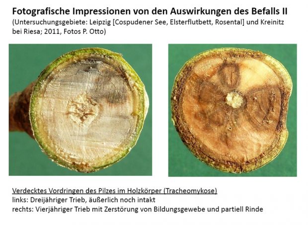 Wie der Pilzbefall die Stämme junger Eschen zerstört. Grafik: Stadt Leipzig