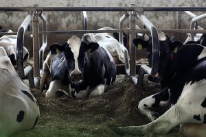 Friedliche Kühe im Stall. Foto: Agrarprodukte Kitzen e.G.