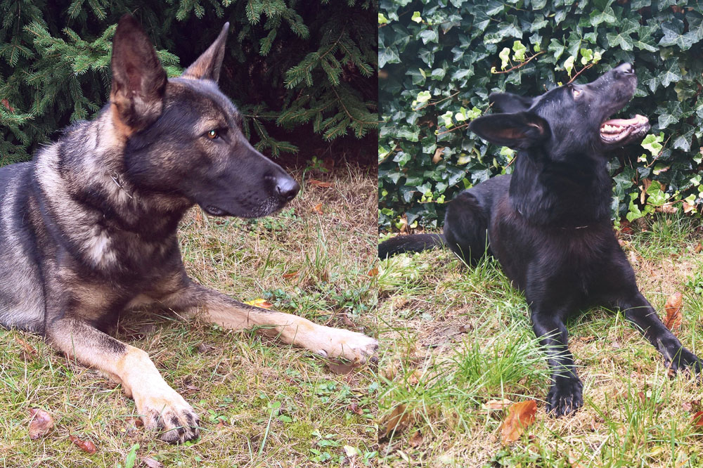 Max und Nero haben den richtigen Riecher. Foto: PD Leipzig