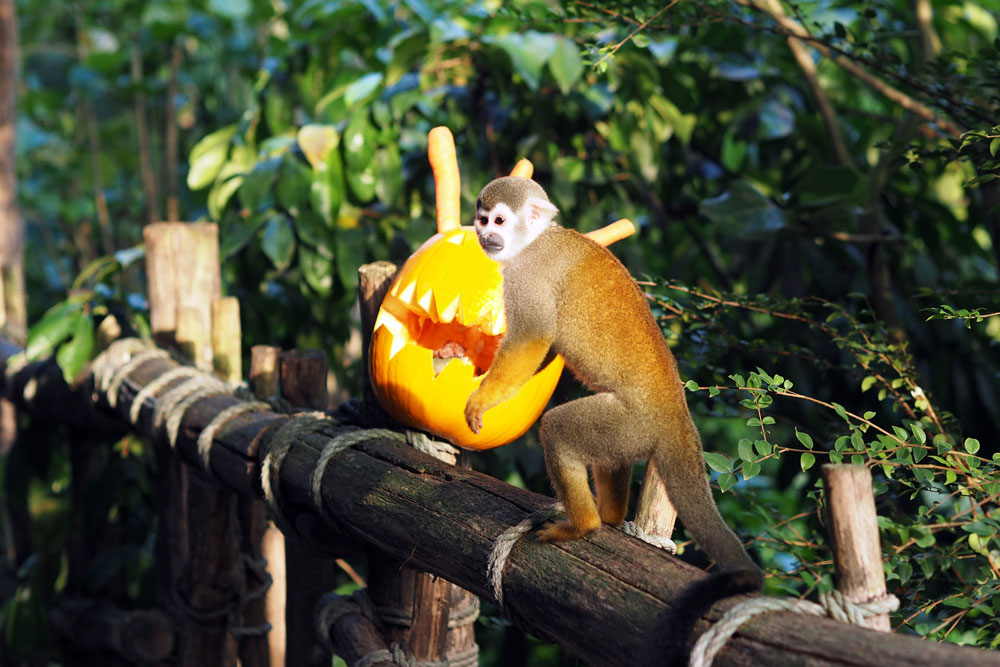 Halloweenwochenende im Zoo. Foto: Zoo Leipzig