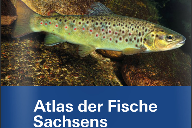 Atlas der Fische Sachsens. Foto: LfULG