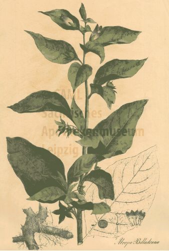 Abbildung: „Atropa Belladonna“, Blatt aus der lithografischen „Sammlung Officineller Pflanzen“ um 1825. Foto: Sächsisches Apothekenmuseum Leipzig