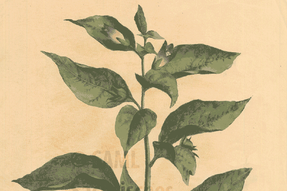Abbildung: „Atropa Belladonna“, Blatt aus der lithografischen „Sammlung Officineller Pflanzen“ um 1825. Foto: Sächsisches Apothekenmuseum Leipzig