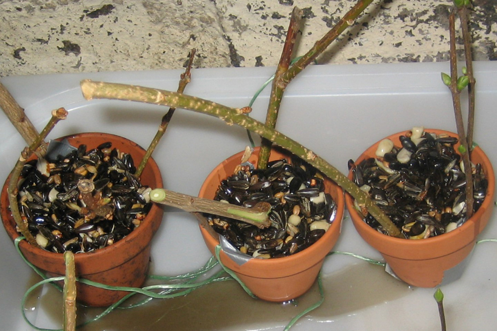 Selbstgebastelte Futterglocken mit einer artgerechten Vogelfuttermischung kann man an geeigneten Stellen im Freien aufhängen und so den Tieren in der kalten Jahreszeit helfen. Foto: Christoph Knappe