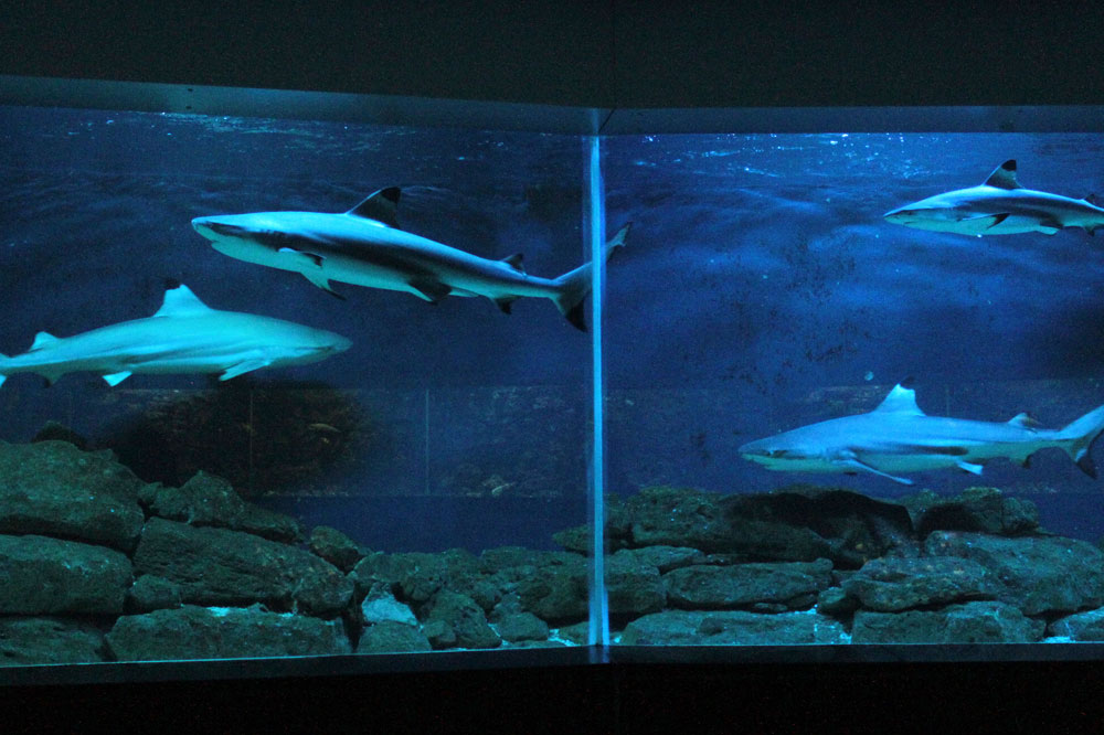 Schwarzspitzenriffhaie im Ringbecken. Foto: Zoo Leipzig