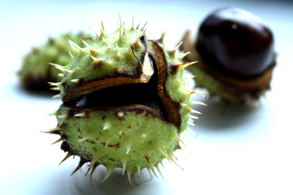 Zukunft mit Stacheln. Foto: Ralf Julke