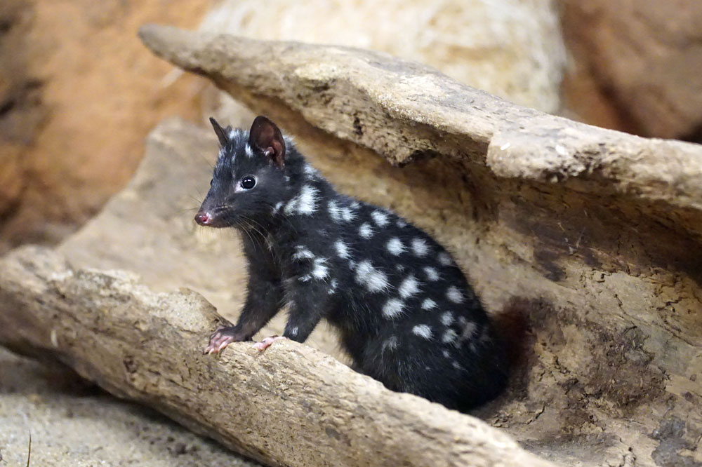 Ein Quoll nicht allein zu Haus – weitere warten darauf, entdeckt zu werden. Foto: Zoo Leipzig