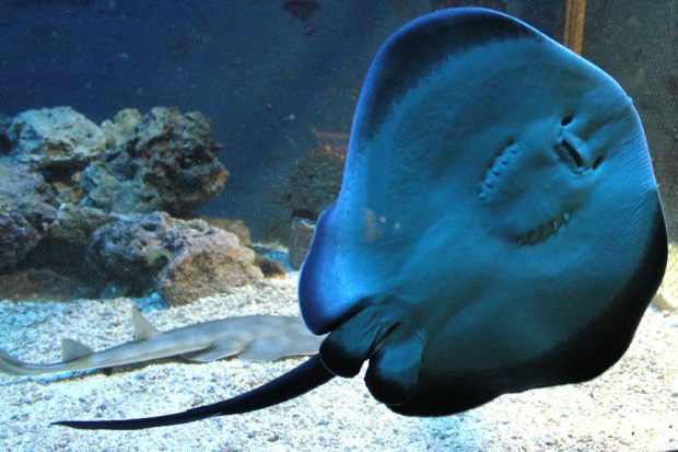 Schwarzpunktrochen im Ringbecken. Foto: Zoo Leipzig