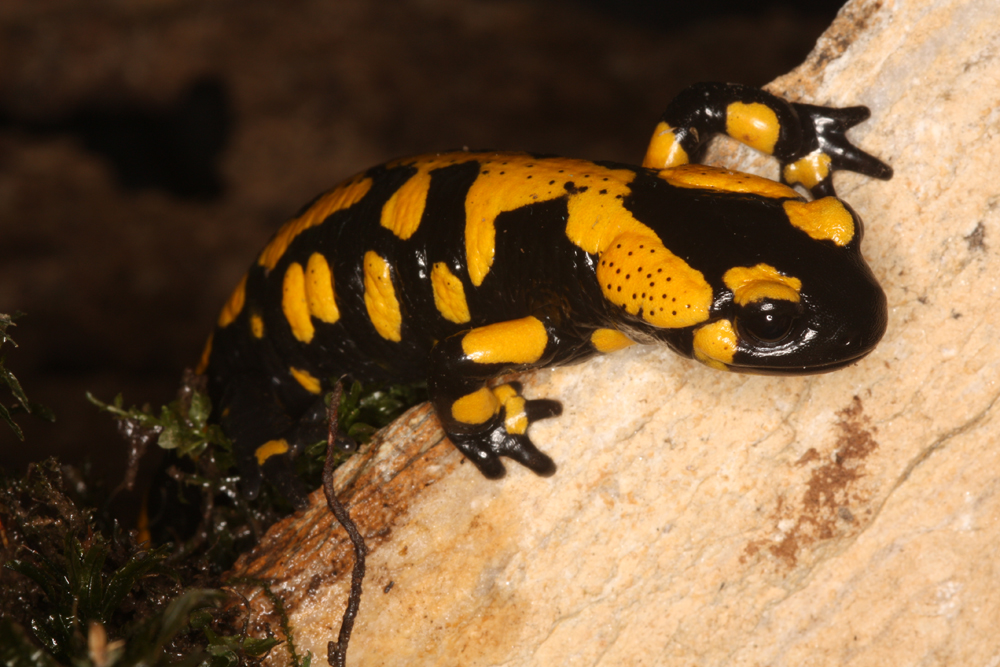 Feuersalamander – sein Hautsekret ist nur für Fressfeinde gefährlich giftig. Foto: DGHT/Kwet