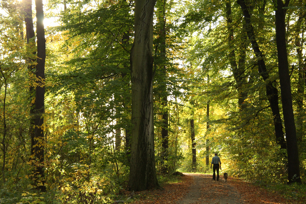 Leipziger Auwald im Herbst. Foto: Ralf Julke