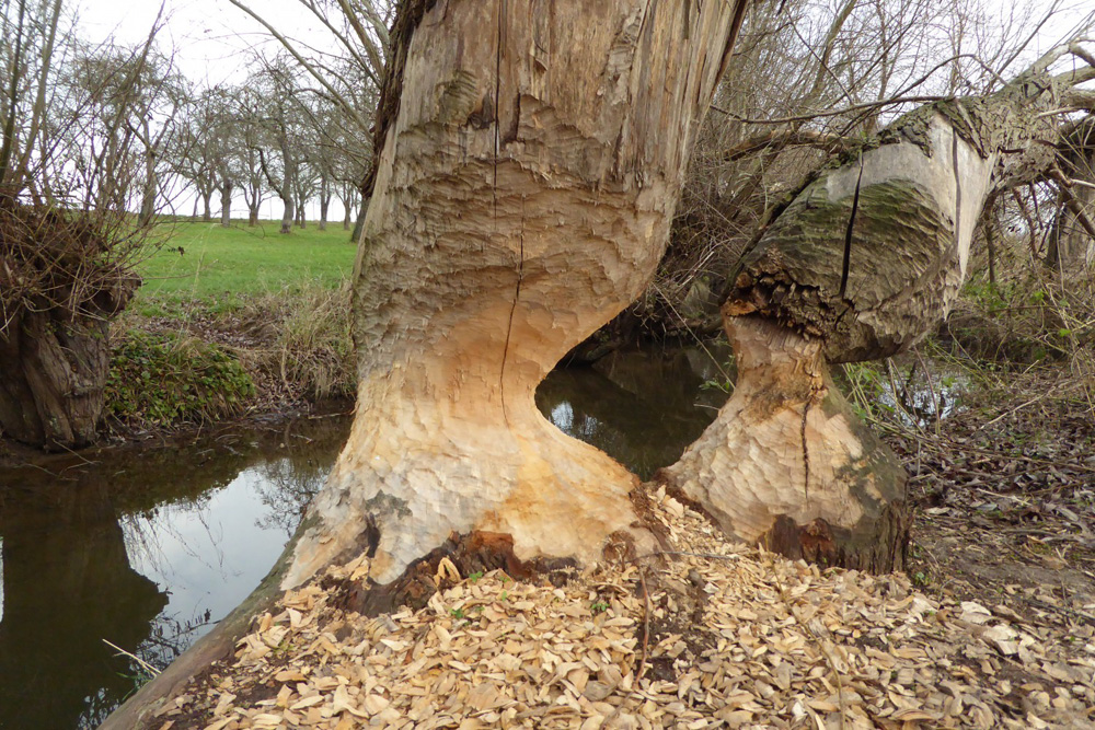 Biber-Aktivitätsspuren in einem Kegelschnitt an Weiden. Foto: S. Möhring Landratsamt Landkreis Leipzig