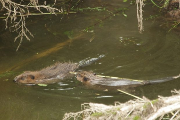 Biber an der Mulde in Bahren. Foto: S. Möhring Landratsamt Landkreis Leipzig
