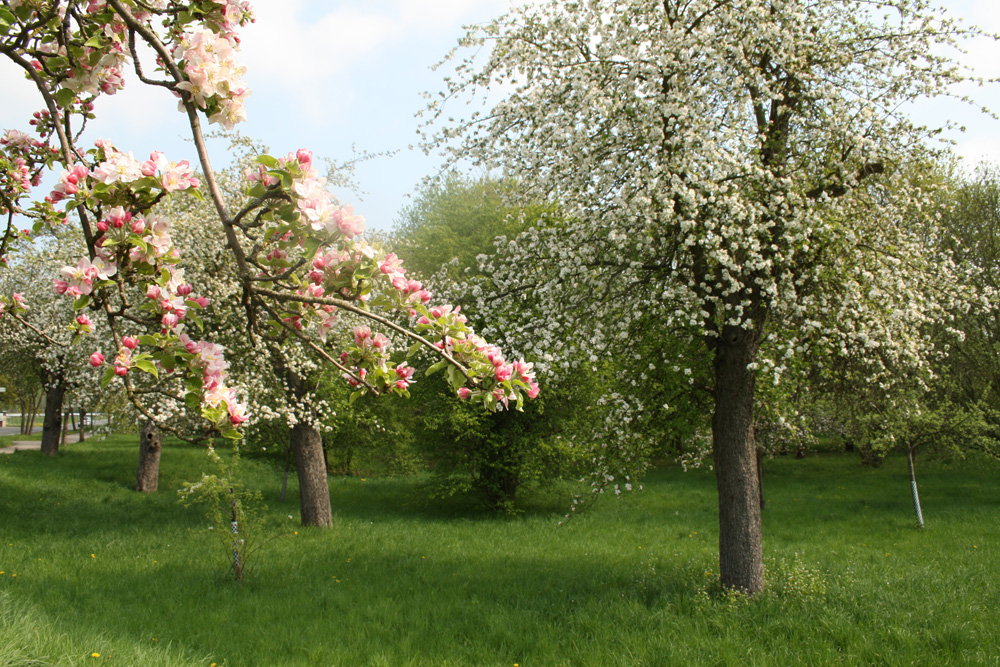 Pure Verschwendung: blühende Obstbäume. Foto: Ralf Julke