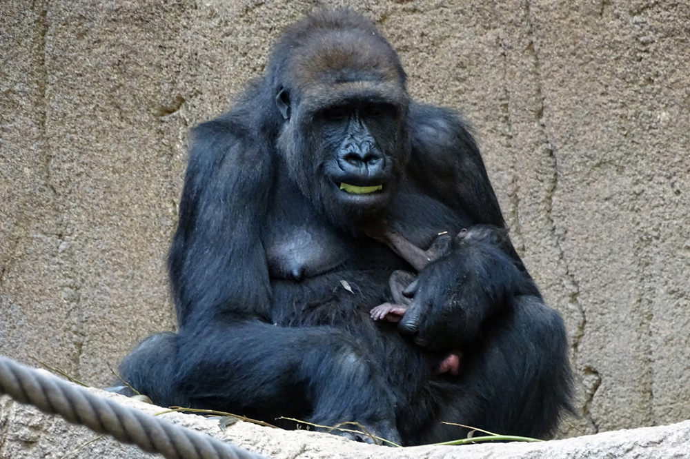 Gorillaweibchen Kibara mit ihrem Jungtier. Foto: Zoo Leipzig