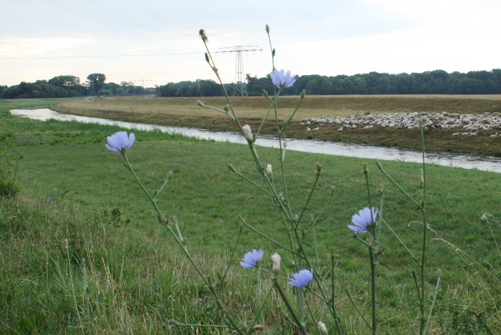 Landschaft an der Neuen Luppe. Foto: Ralf Julke