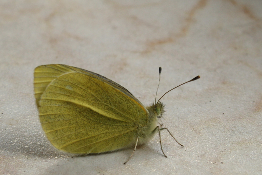 Nur Mut: Fliegen will geübt sein. Foto: Ralf Julke