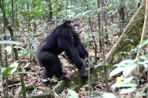 Schimpansen halten in Konflikten gegen Rivalen zusammen. Foto: Max-Planck-Institut für Evolutionäre Anthropologie, Liran Samuni