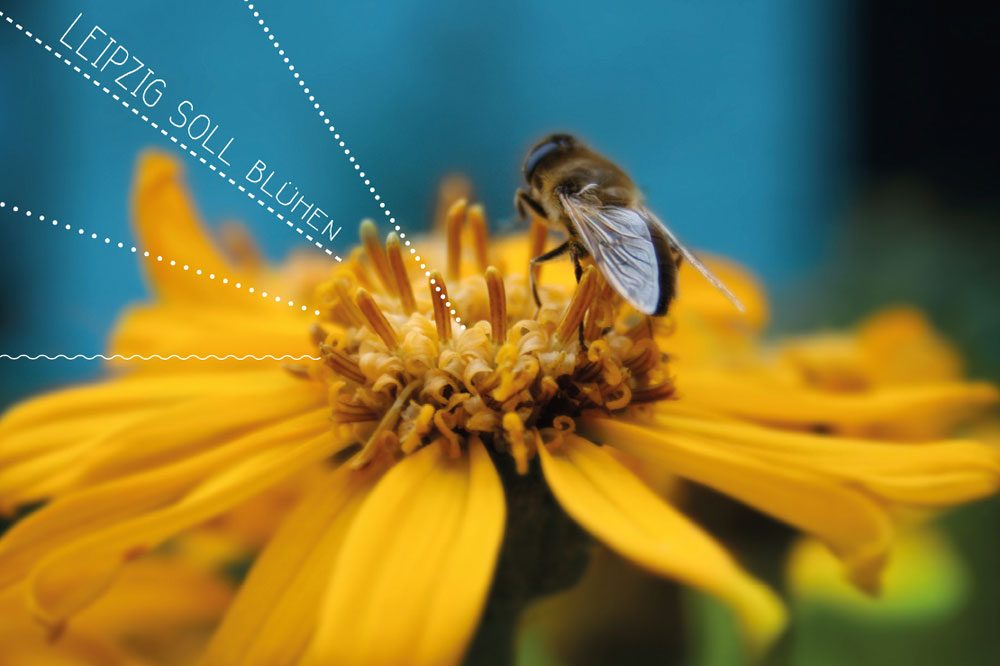 Foto: Ökolöwe - Umweltbund Leipzig e.V.