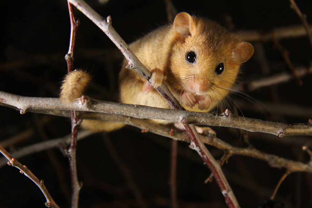 Tier des Jahres 2017 – die Haselmaus. Foto: Sven Büchner